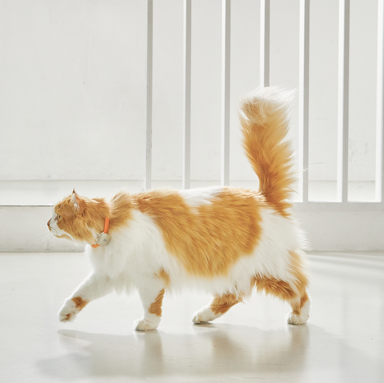 Why Your Cat's Activity Matters — And How LavvieTAG 2 Helps