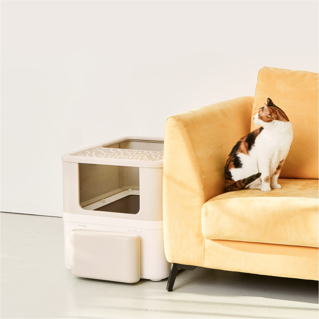 Why Do Cats Sit and Sleep Inside Litter Boxes?