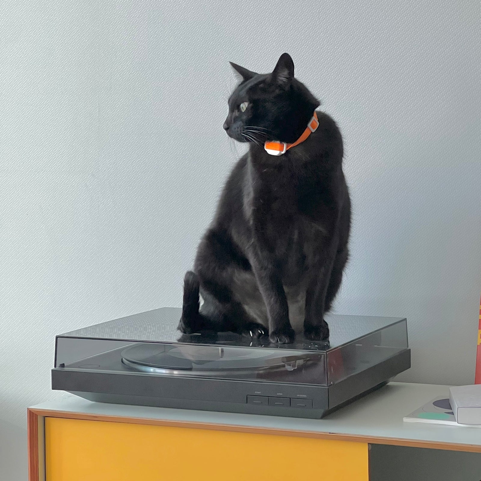 Bluetooth Collars for Cats: A Smart Way to Track your Cats without a GPS