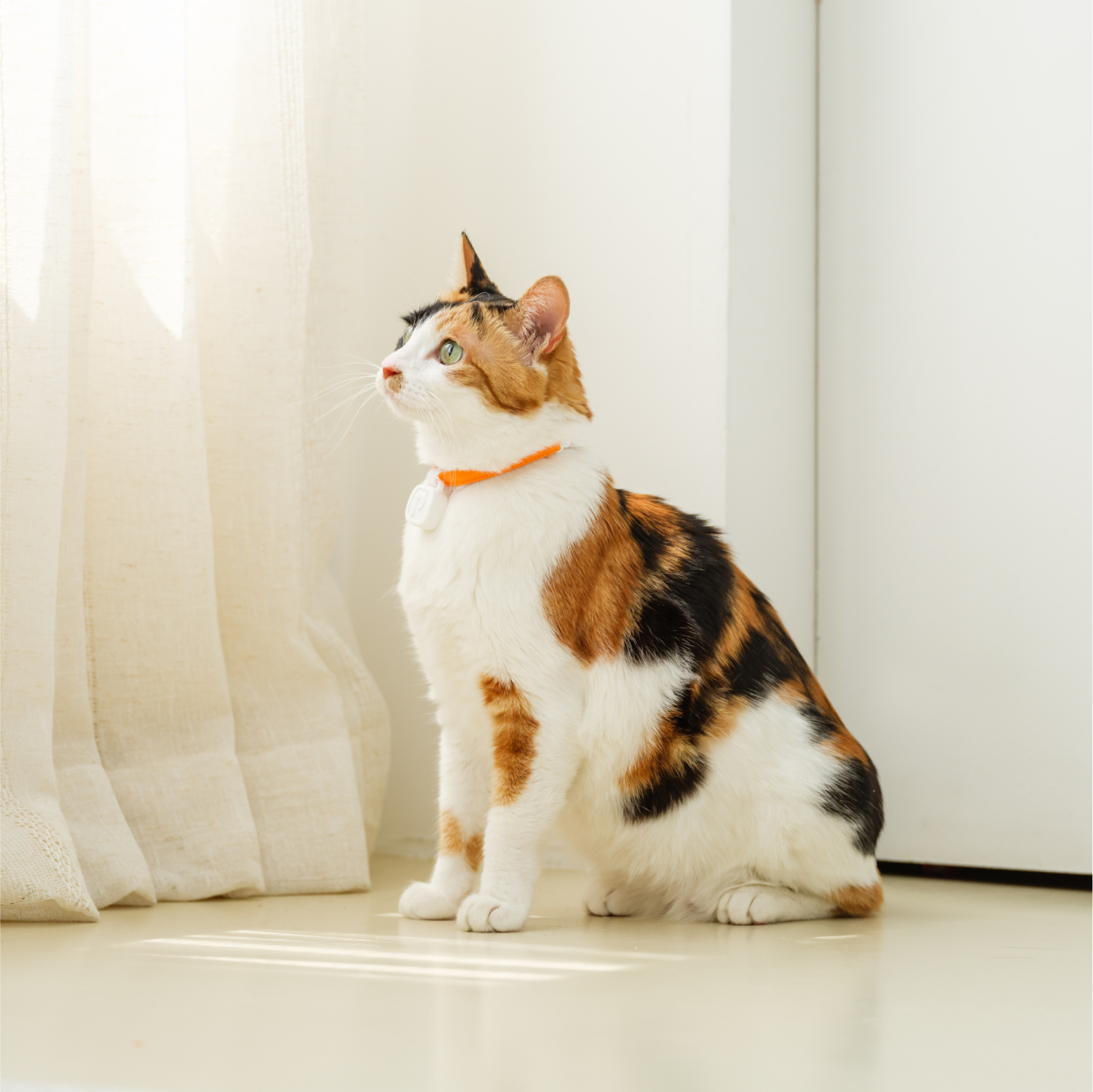 GPS Trackers for Cats: How to not Lose your Cat