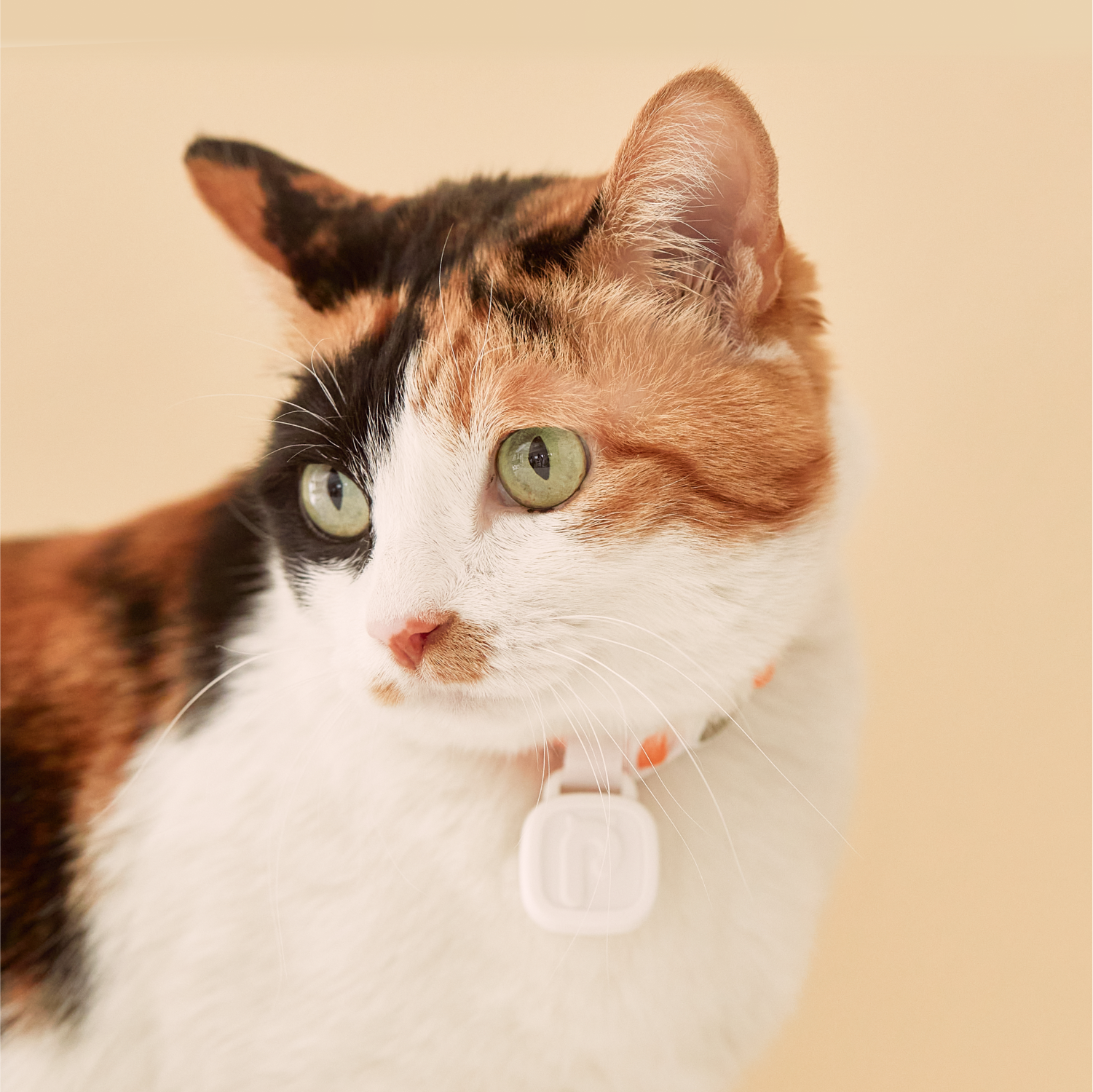Using an AirTag for Cats: Using Apple to Understand your Cats Behavior
