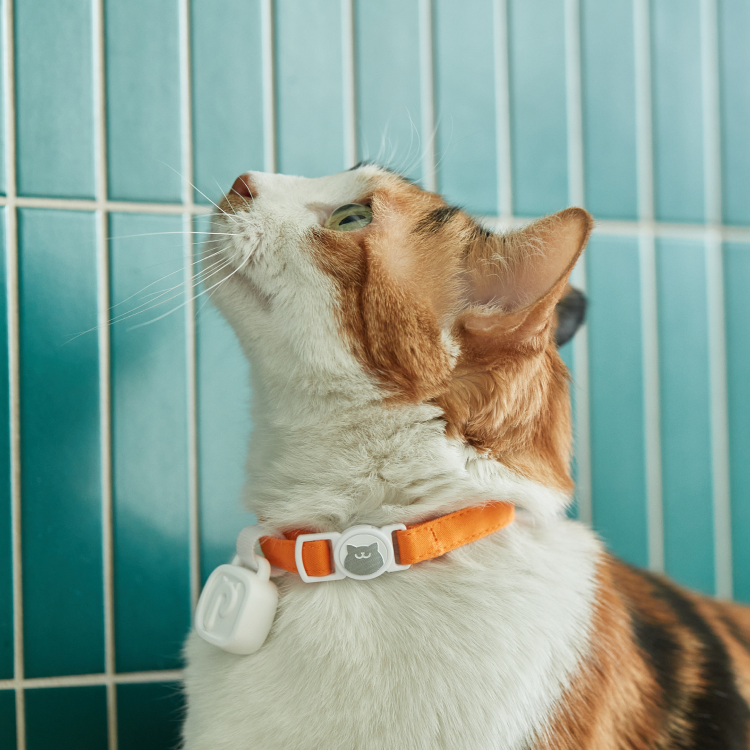 Celebrate International Cat Day by Understanding Your Cat's Activity