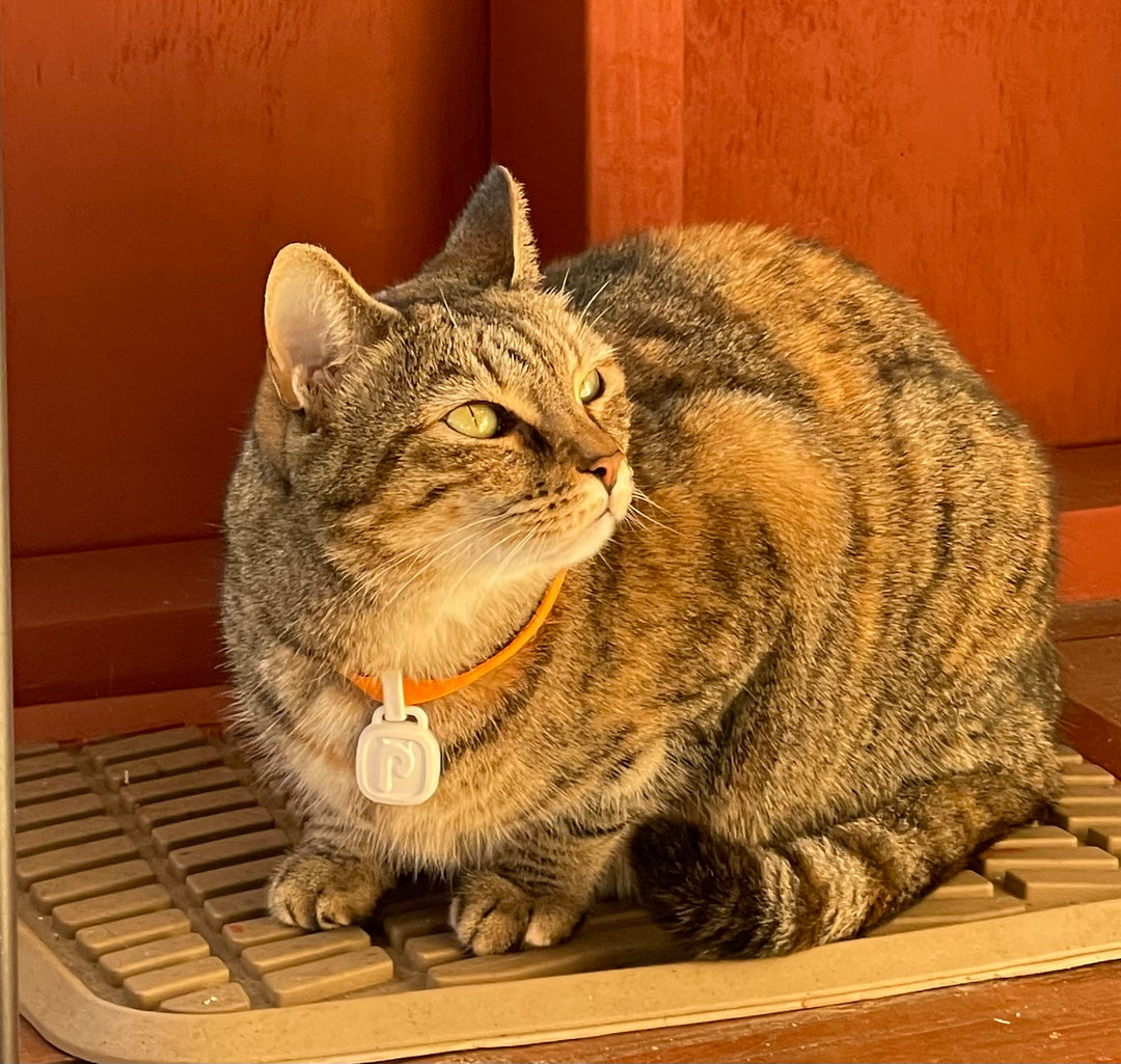 Is Your Cat Obese?