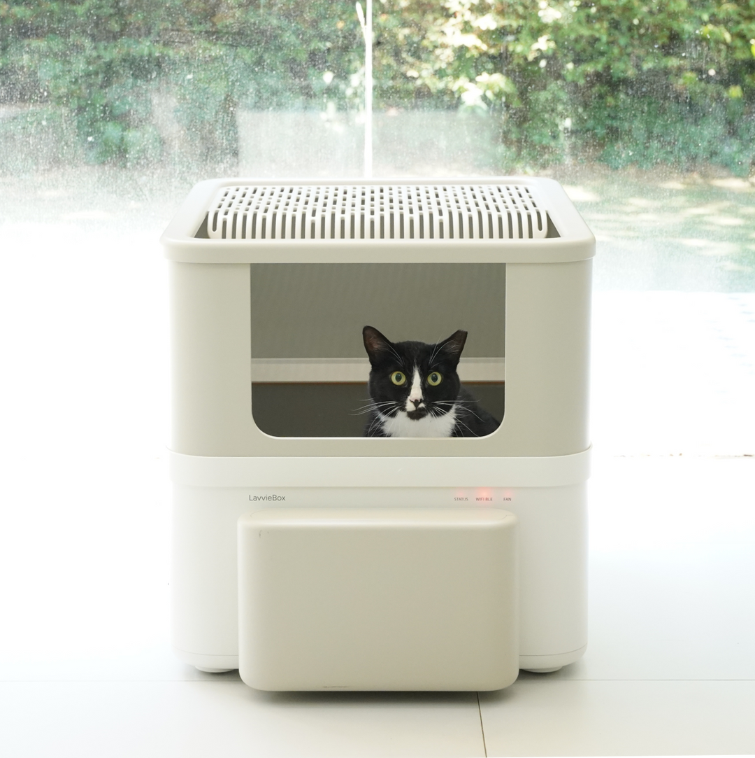 Why Your Cat Visits the Litter Box Without Using It and Why It Matters